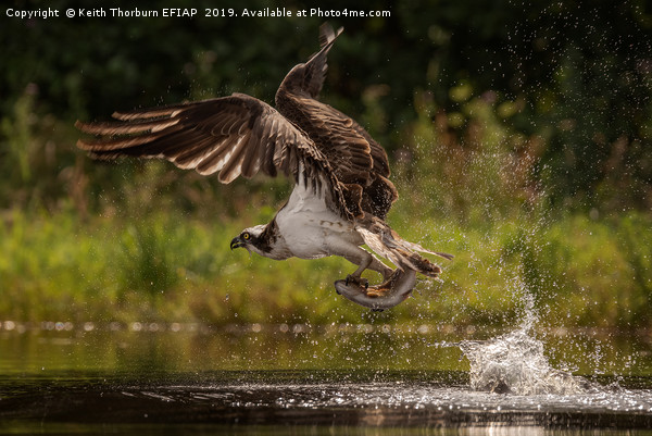 Osprey and Trout Picture Board by Keith Thorburn EFIAP/b