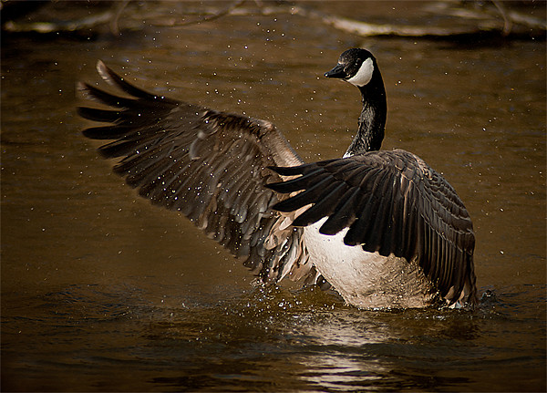 Canadian Goose Picture Board by Keith Thorburn EFIAP/b