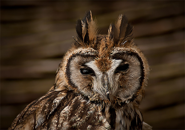 Long Eared Owl Picture Board by Keith Thorburn EFIAP/b
