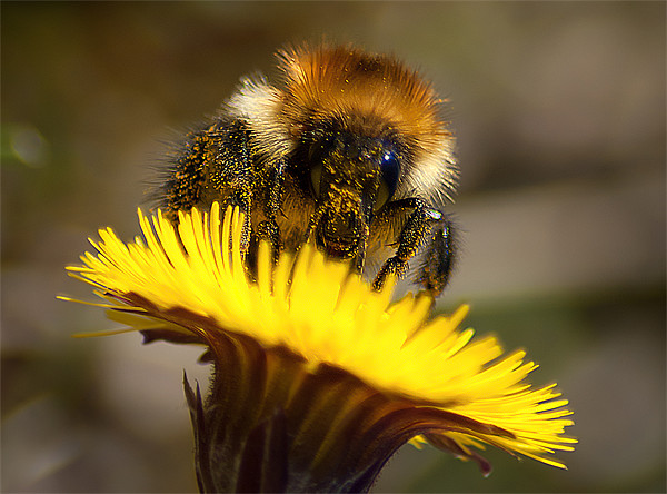 Honey Bee Picture Board by Keith Thorburn EFIAP/b