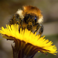 Buy canvas prints of Honey Bee by Keith Thorburn EFIAP/b