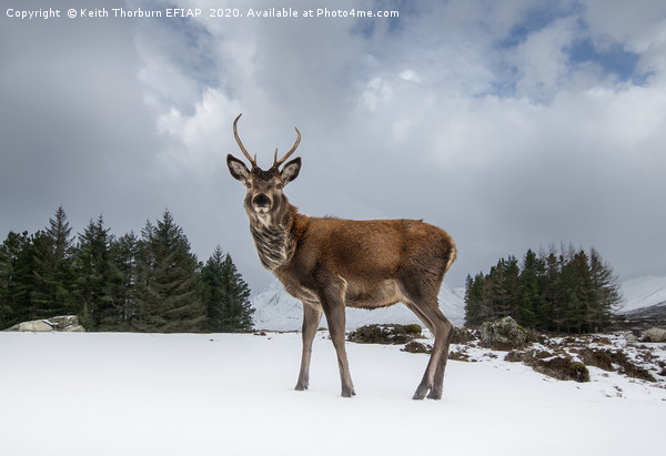 Red Deer Portrait Picture Board by Keith Thorburn EFIAP/b
