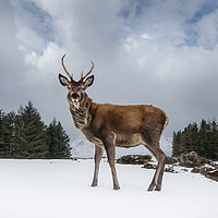 Buy canvas prints of Red Deer Portrait by Keith Thorburn EFIAP/b