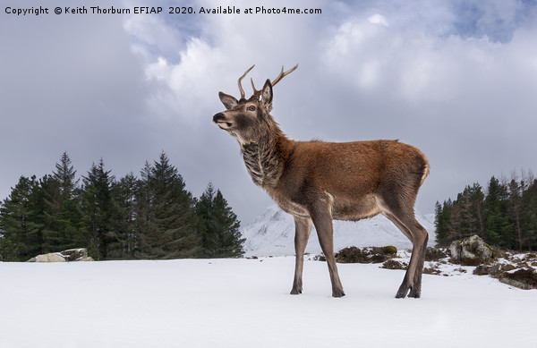 Red Deer Portrait Picture Board by Keith Thorburn EFIAP/b