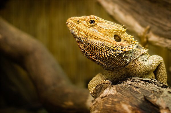 Bearded Dragon Lizard Picture Board by Keith Thorburn EFIAP/b