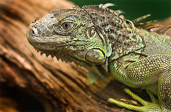 Green Iguana Picture Board by Keith Thorburn EFIAP/b