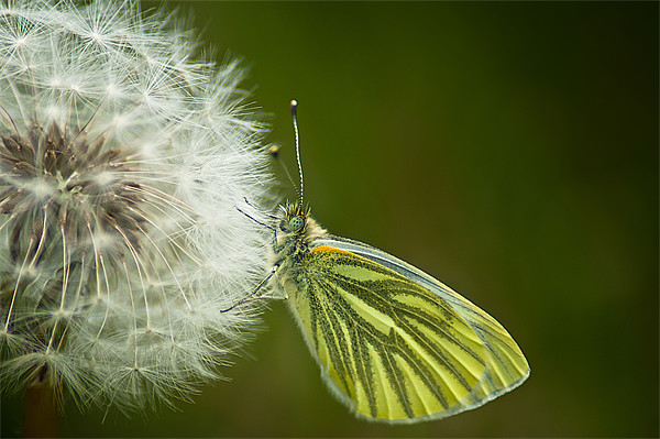 Green Veined White Picture Board by Keith Thorburn EFIAP/b