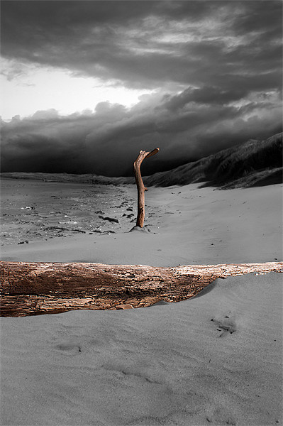 Drift Wood Ashore Picture Board by Keith Thorburn EFIAP/b