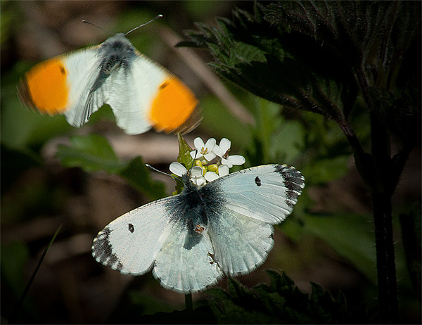 Male and female Orange tip Picture Board by Keith Thorburn EFIAP/b