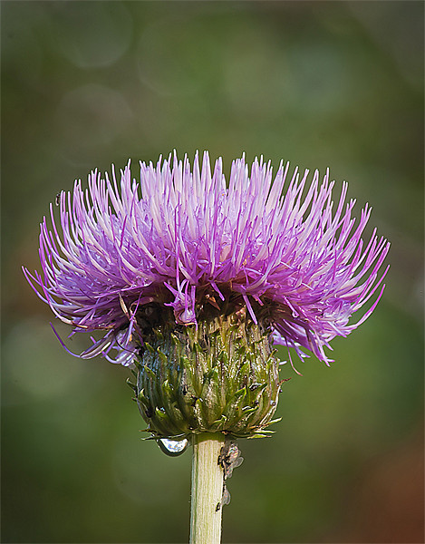 Thistle Picture Board by Keith Thorburn EFIAP/b
