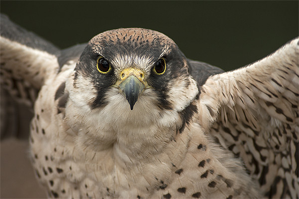 Peregrine Falcon Picture Board by Keith Thorburn EFIAP/b