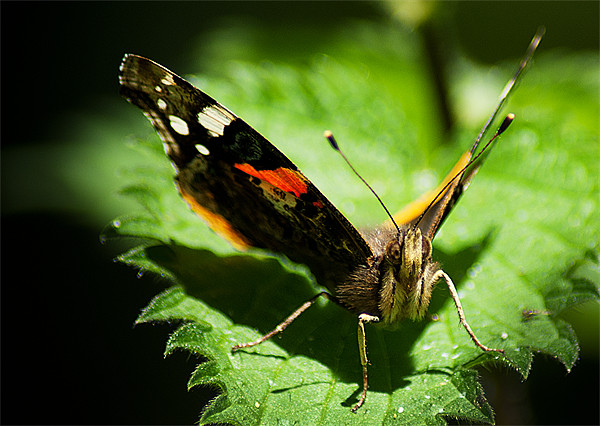 Red Admiral Picture Board by Keith Thorburn EFIAP/b