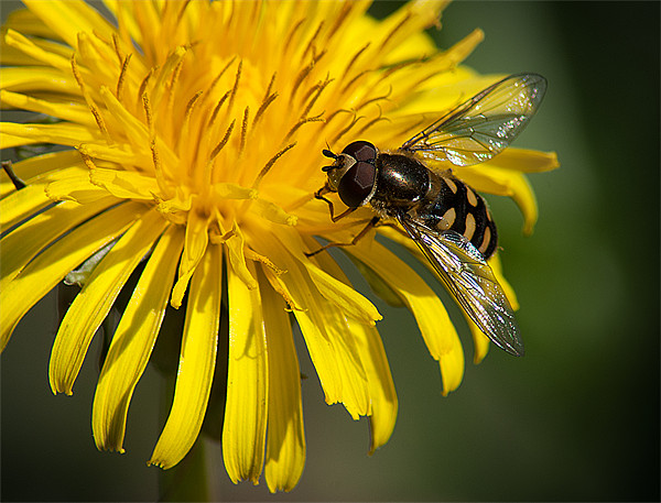 Hover Fly Picture Board by Keith Thorburn EFIAP/b