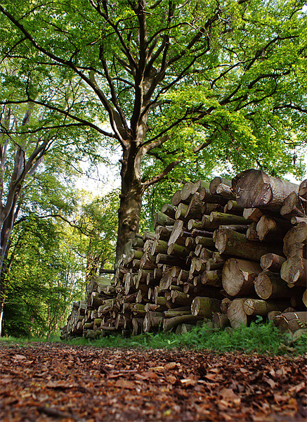 Logs in Wood Picture Board by Keith Thorburn EFIAP/b
