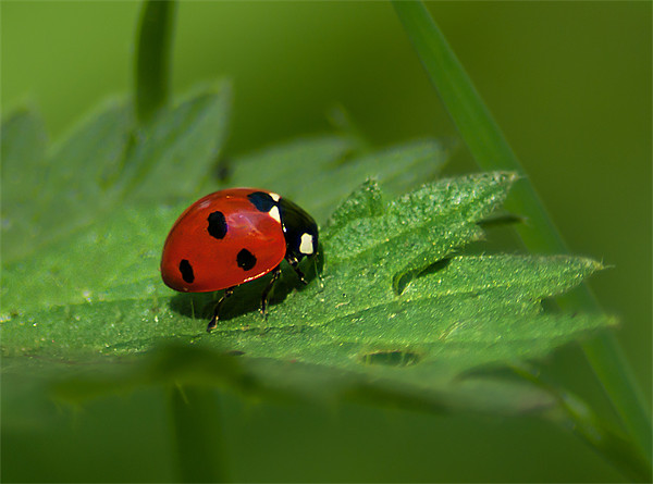 Seven Spot Ladybird Picture Board by Keith Thorburn EFIAP/b