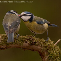 Buy canvas prints of Blue Tits sharing lunch by Keith Thorburn EFIAP/b