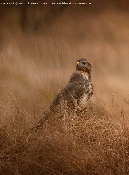 Buzzard in the Grass Picture Board by Keith Thorburn EFIAP/b