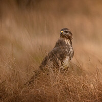 Buy canvas prints of Buzzard in the Grass by Keith Thorburn EFIAP/b
