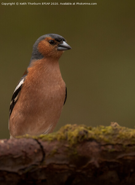 Chaffinch Portrait Picture Board by Keith Thorburn EFIAP/b