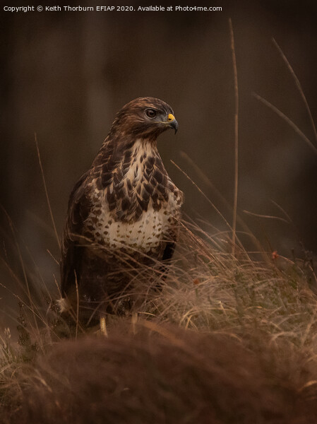 Common Buzzard Picture Board by Keith Thorburn EFIAP/b