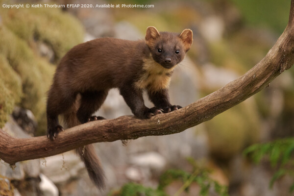 Pine Marten Picture Board by Keith Thorburn EFIAP/b