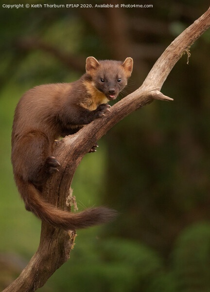 Pine Marten Picture Board by Keith Thorburn EFIAP/b