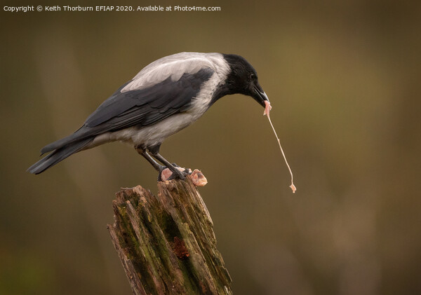 Hooded Crow Picture Board by Keith Thorburn EFIAP/b