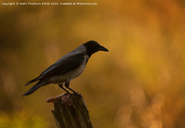 Hooded Crow Picture Board by Keith Thorburn EFIAP/b