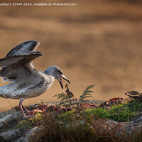 Buy canvas prints of 1st Year Lesser Black Backed Gull by Keith Thorburn EFIAP/b
