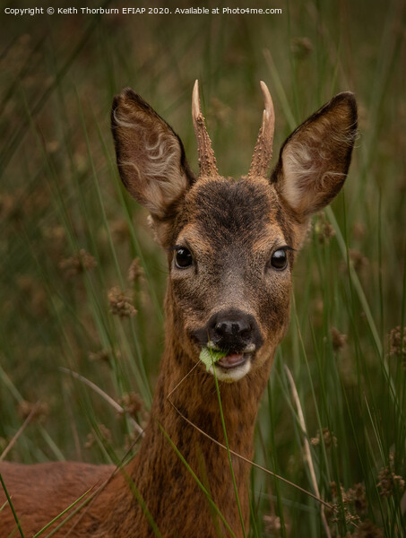 Young Roed Deer Picture Board by Keith Thorburn EFIAP/b