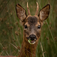 Buy canvas prints of Young Roed Deer by Keith Thorburn EFIAP/b