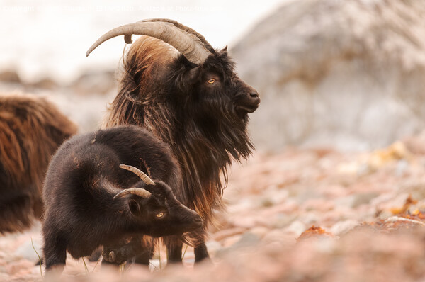 Wild Goat Picture Board by Keith Thorburn EFIAP/b