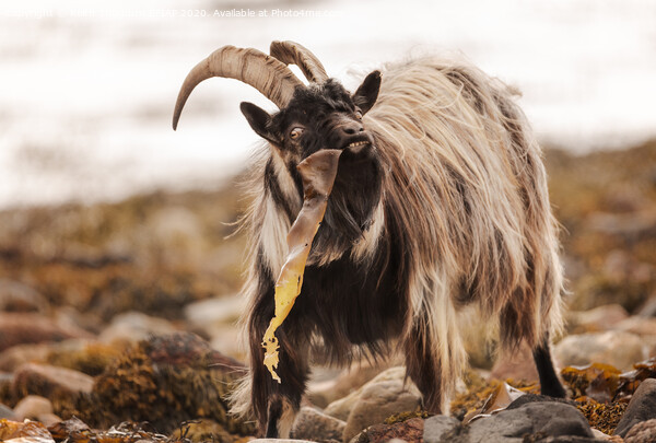 Wild Goat Picture Board by Keith Thorburn EFIAP/b