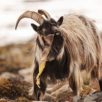 Buy canvas prints of Wild Goat by Keith Thorburn EFIAP/b
