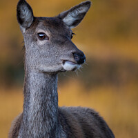 Buy canvas prints of Roe Deer in morning light by Keith Thorburn EFIAP/b
