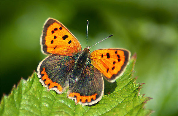 Small Copper full on Picture Board by Keith Thorburn EFIAP/b