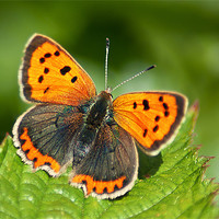 Buy canvas prints of Small Copper full on by Keith Thorburn EFIAP/b