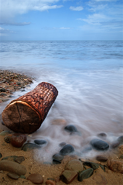 Drift wood beached Picture Board by Keith Thorburn EFIAP/b