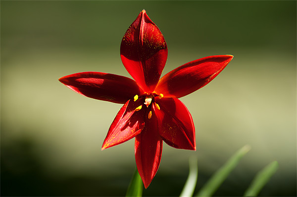 Tulipa Spengeri Picture Board by Keith Thorburn EFIAP/b