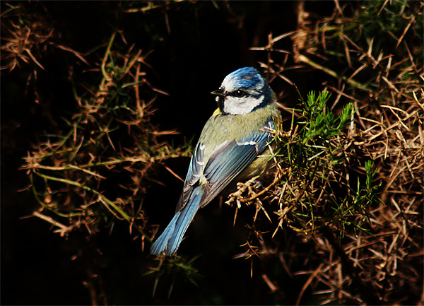 Blue Tit Picture Board by Keith Thorburn EFIAP/b
