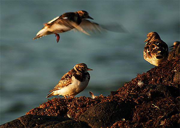 Turnstone Picture Board by Keith Thorburn EFIAP/b