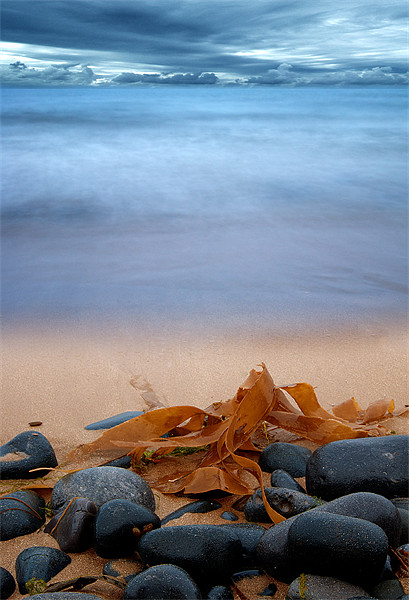 Beach Seaweed Framed Mounted Print by Keith Thorburn EFIAP/b