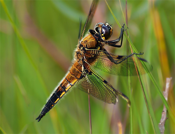 Four-Spotted Chaser Picture Board by Keith Thorburn EFIAP/b