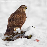 Buy canvas prints of Buteo buteo by Keith Thorburn EFIAP/b