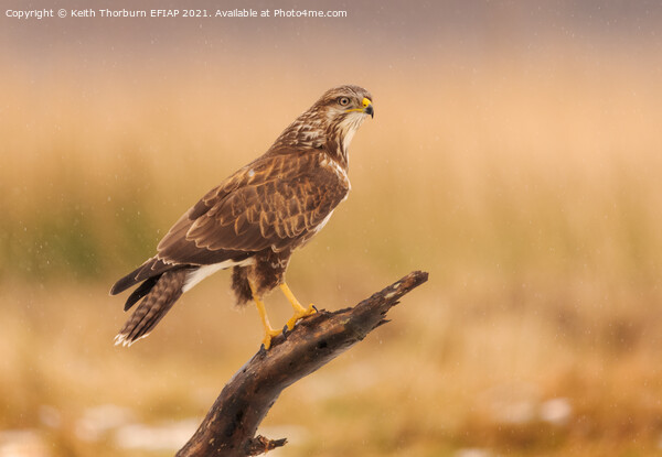 Buzzard Perched on Stick Picture Board by Keith Thorburn EFIAP/b