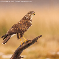Buy canvas prints of Buzzard Perched on Stick by Keith Thorburn EFIAP/b