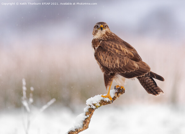 Common Buzzard Picture Board by Keith Thorburn EFIAP/b