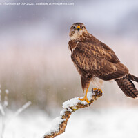 Buy canvas prints of Common Buzzard by Keith Thorburn EFIAP/b