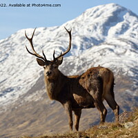 Buy canvas prints of Wild Highland Stag. by John Cameron