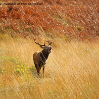 Buy canvas prints of Wild Red Deer Stag during the Rutting Season. by John Cameron